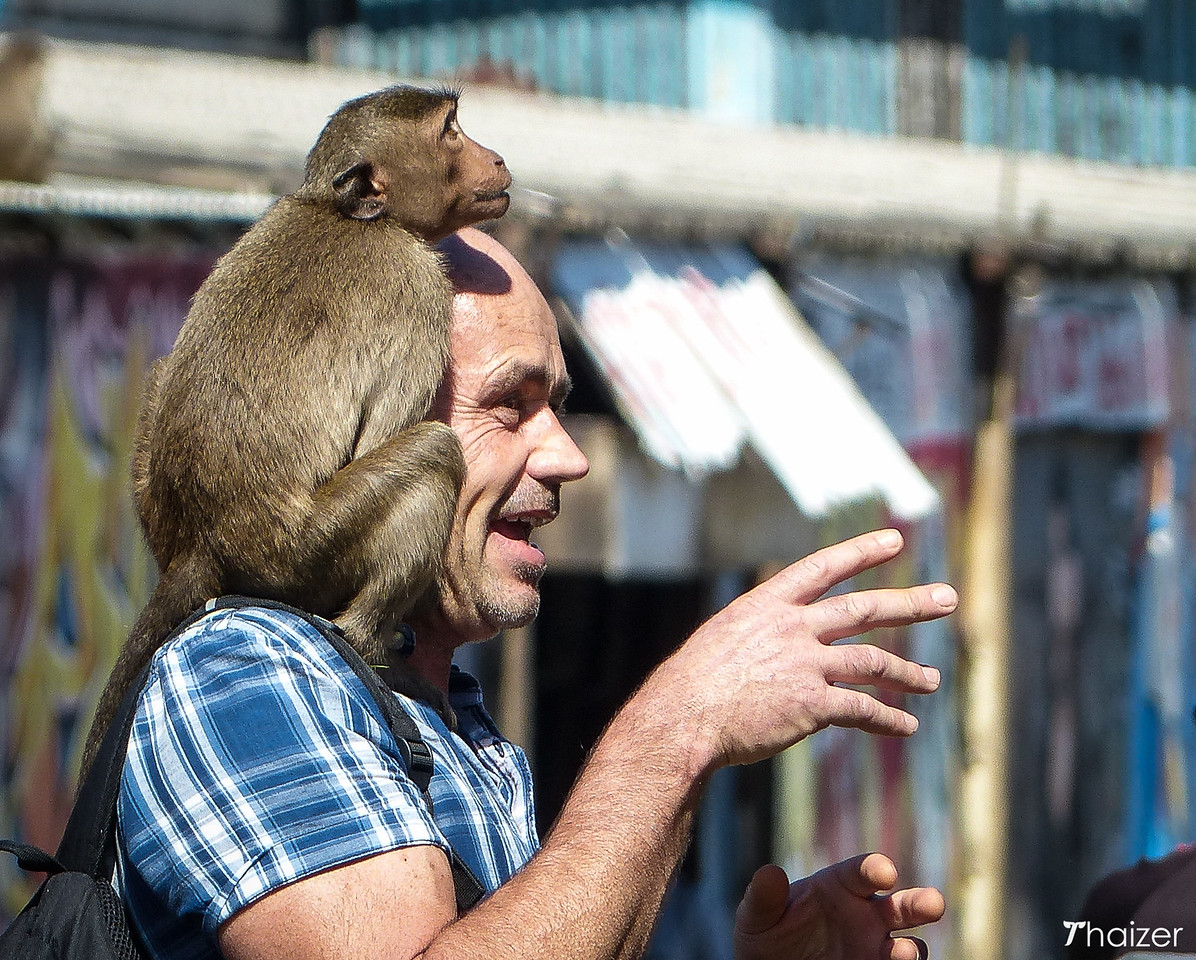 Festival del banquete de monos de Lopburi