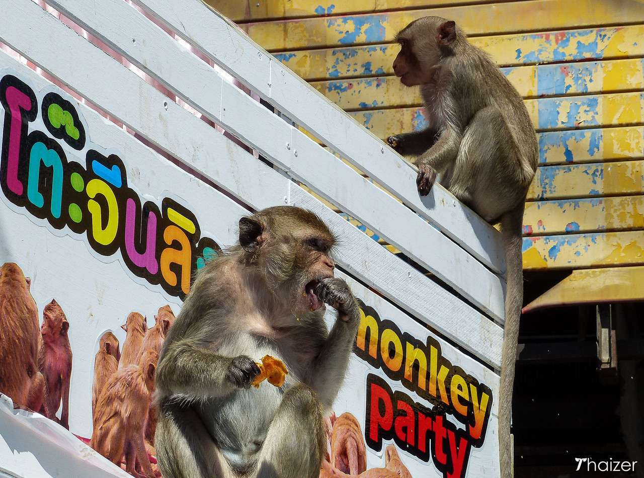 Festival del banquete de monos de Lopburi