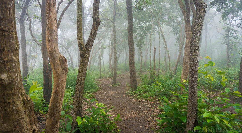 Descubre la belleza del Siam Tulip Festival