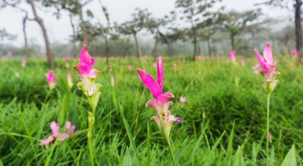 Descubre la belleza del Siam Tulip Festival