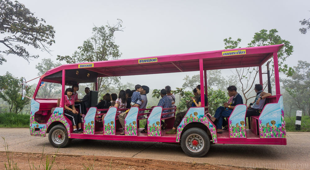 Descubre la belleza del Siam Tulip Festival