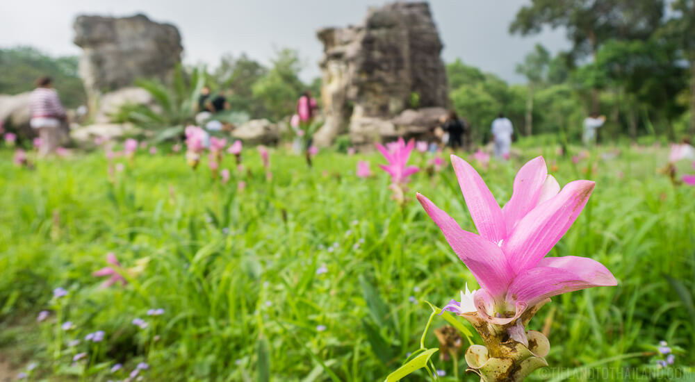 Descubre la belleza del Siam Tulip Festival