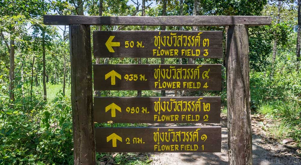 Descubre la belleza del Siam Tulip Festival