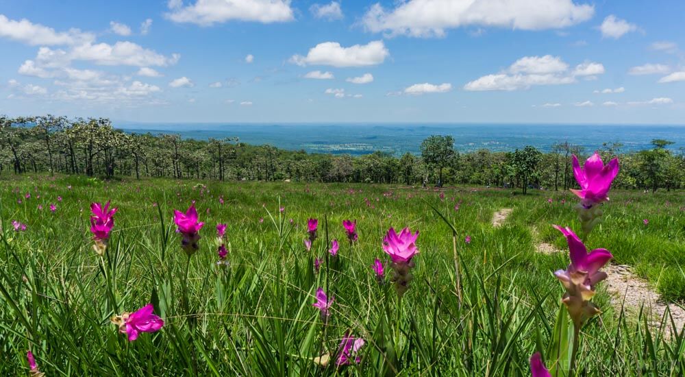 Descubre la belleza del Siam Tulip Festival