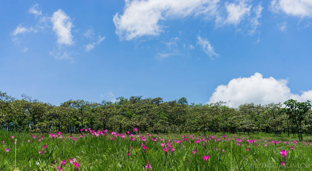 Descubre la belleza del Siam Tulip Festival