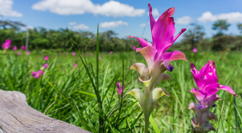 Descubre la belleza del Siam Tulip Festival