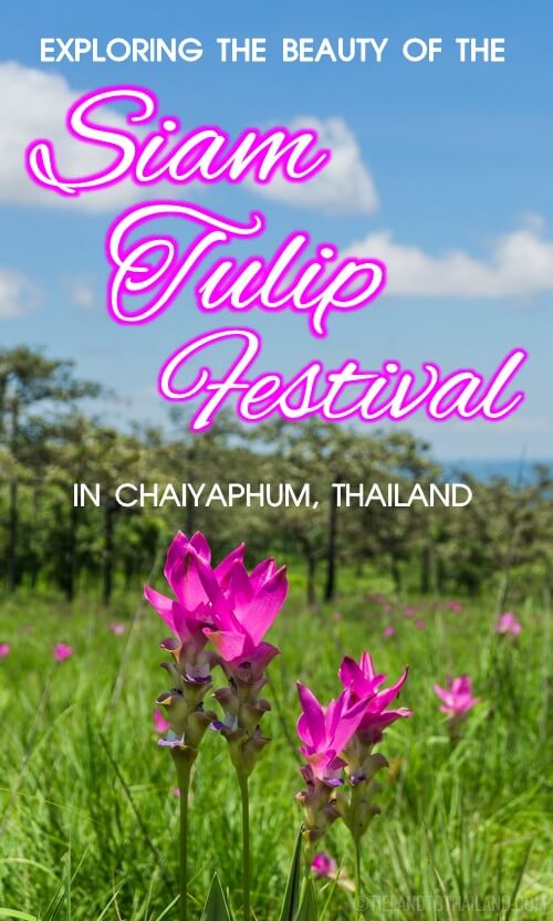 Descubre la belleza del Siam Tulip Festival