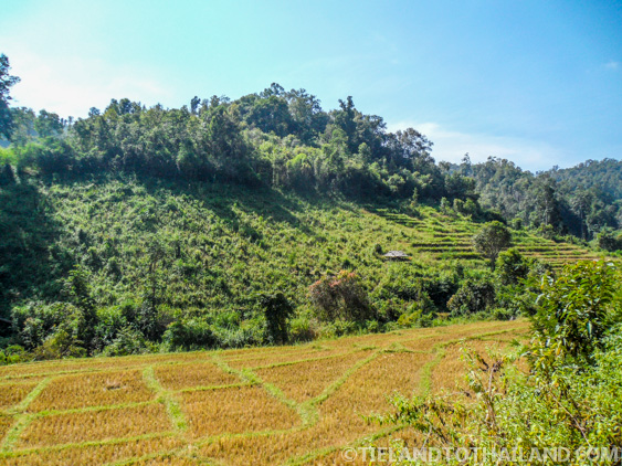 No se permite montar en elefante en el Santuario de la Selva de Elefantes