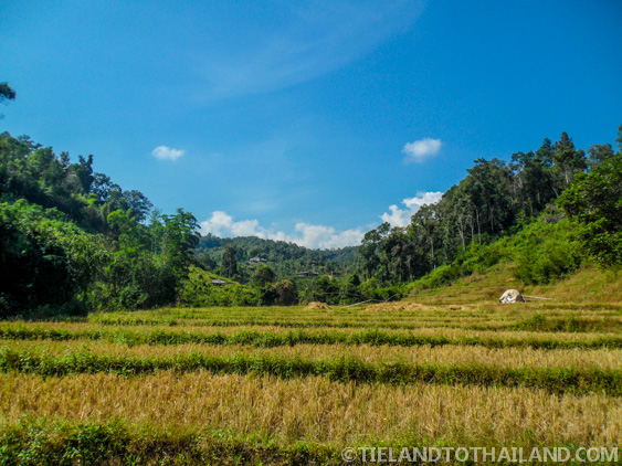 No se permite montar en elefante en el Santuario de la Selva de Elefantes