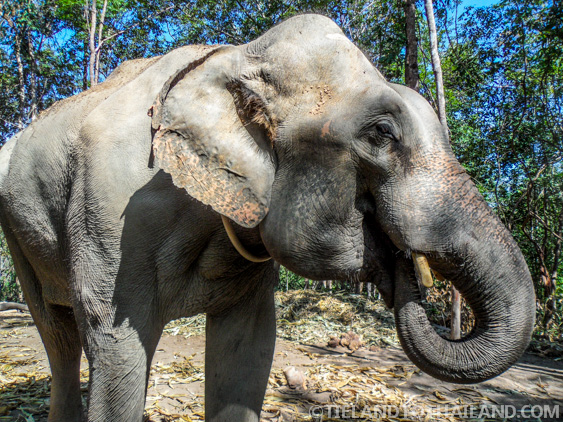 No se permite montar en elefante en el Santuario de la Selva de Elefantes