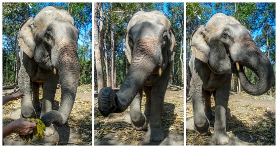 No se permite montar en elefante en el Santuario de la Selva de Elefantes