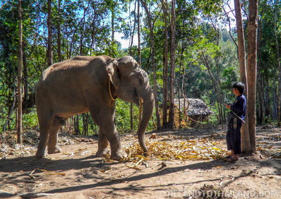 No se permite montar en elefante en el Santuario de la Selva de Elefantes