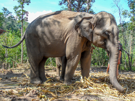 No se permite montar en elefante en el Santuario de la Selva de Elefantes