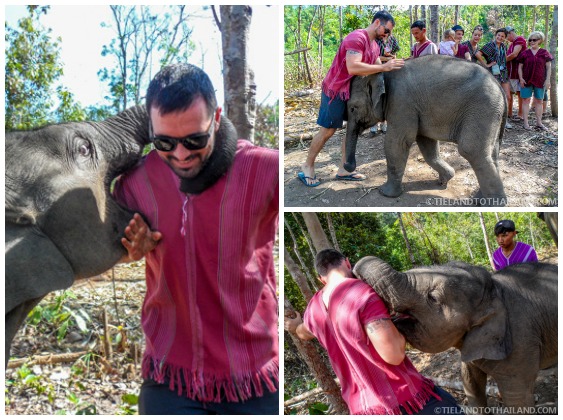 No se permite montar en elefante en el Santuario de la Selva de Elefantes