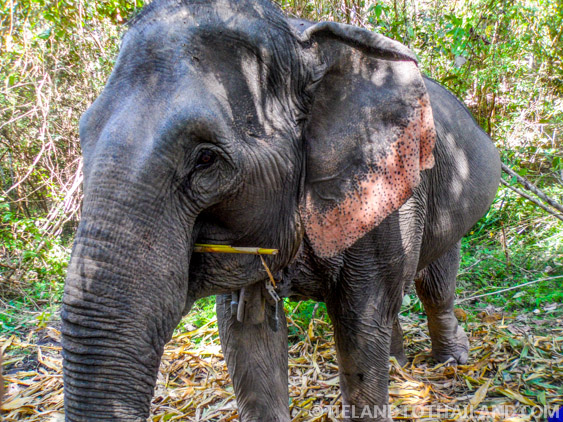 No se permite montar en elefante en el Santuario de la Selva de Elefantes
