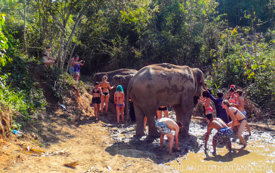 No se permite montar en elefante en el Santuario de la Selva de Elefantes