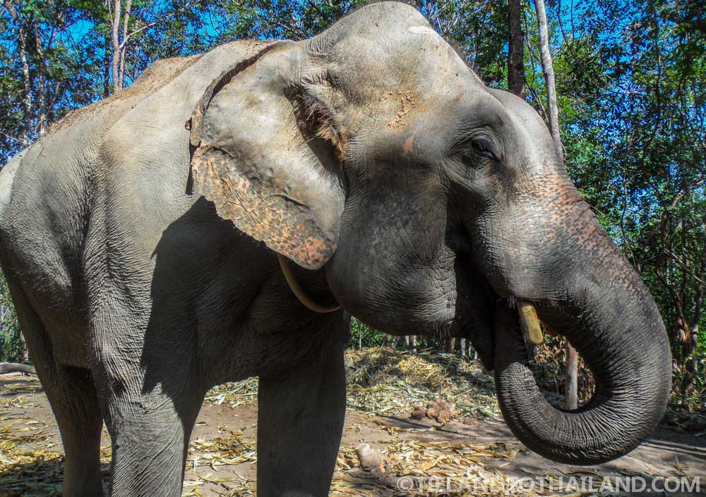 12 cosas increíbles para hacer en Chiang Mai 12 cosas increíbles para hacer en Chiang Mai