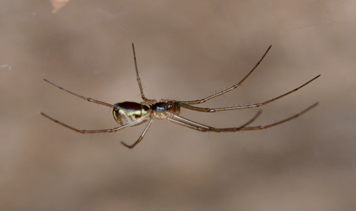 10 especies de arañas que quizás tengas la suerte de conocer en Tailandia 10 especies de arañas que quizás tengas la suerte de conocer en Tailandia