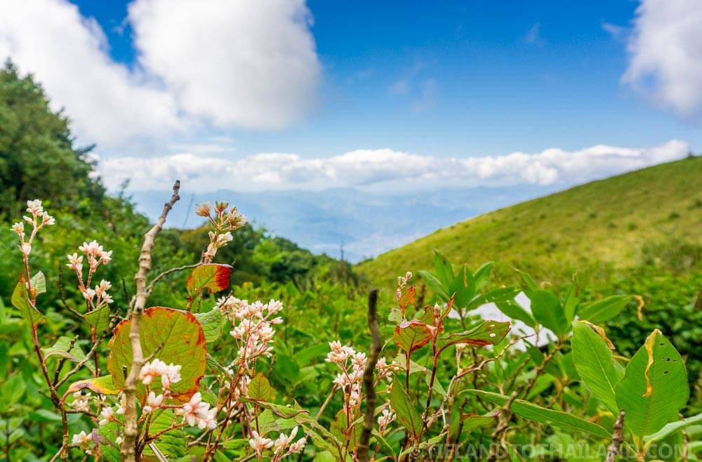 Una excursión de un día a Doi Inthanon, la montaña más alta de Tailandia Una excursión de un día a Doi Inthanon, la montaña más alta de Tailandia