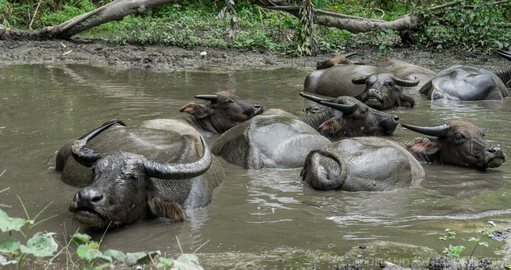 Experimente un auténtico recorrido por la tribu de las colinas de Chiang Mai y alojamiento en familia.