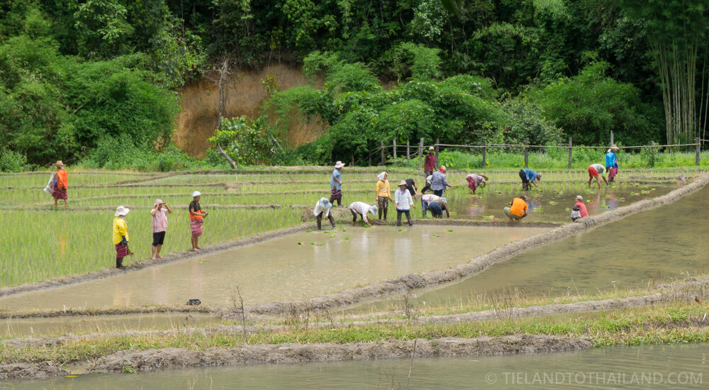 Experimente un auténtico recorrido por la tribu de las colinas de Chiang Mai y alojamiento en familia.