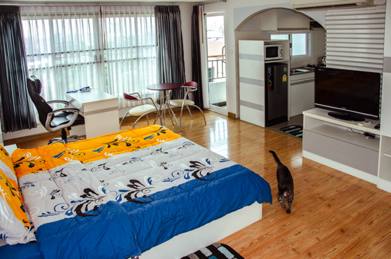 No se permiten gatos