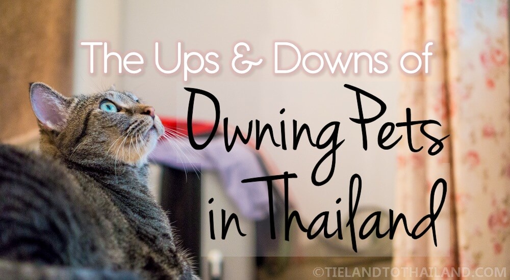 Altibajos en la tenencia de mascotas en Tailandia Altibajos en la tenencia de mascotas en Tailandia
