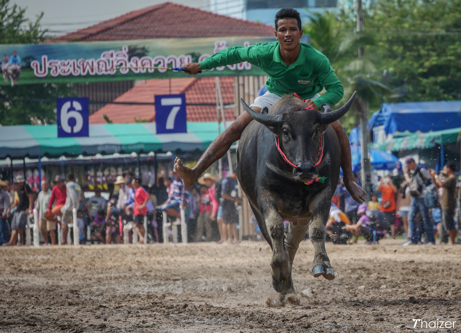Festival de carreras de búfalos, Chonburi