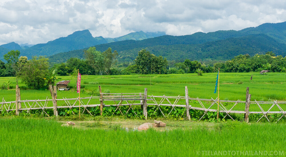 Café en los arrozales de Ban Tai Lue Café