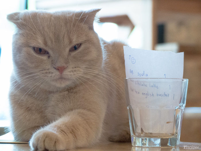 Encuentros cercanos con animales peludos en Catmosphere Cat Cafe, Chiang Mai