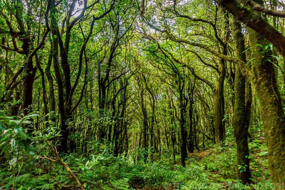 Una excursión de un día a Doi Inthanon, la montaña más alta de Tailandia