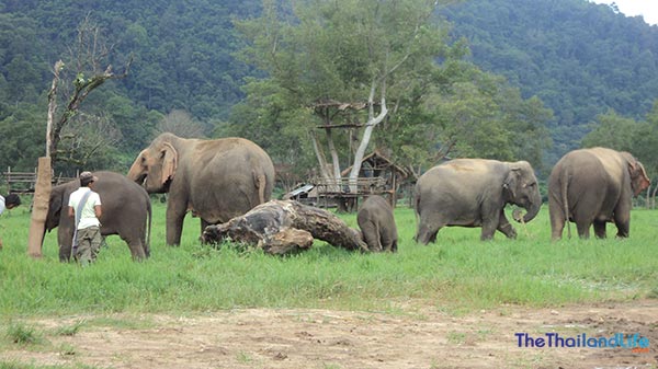 El destino del elefante asiático: una emotiva visita al Parque Natural de Elefantes en Chiang Mai