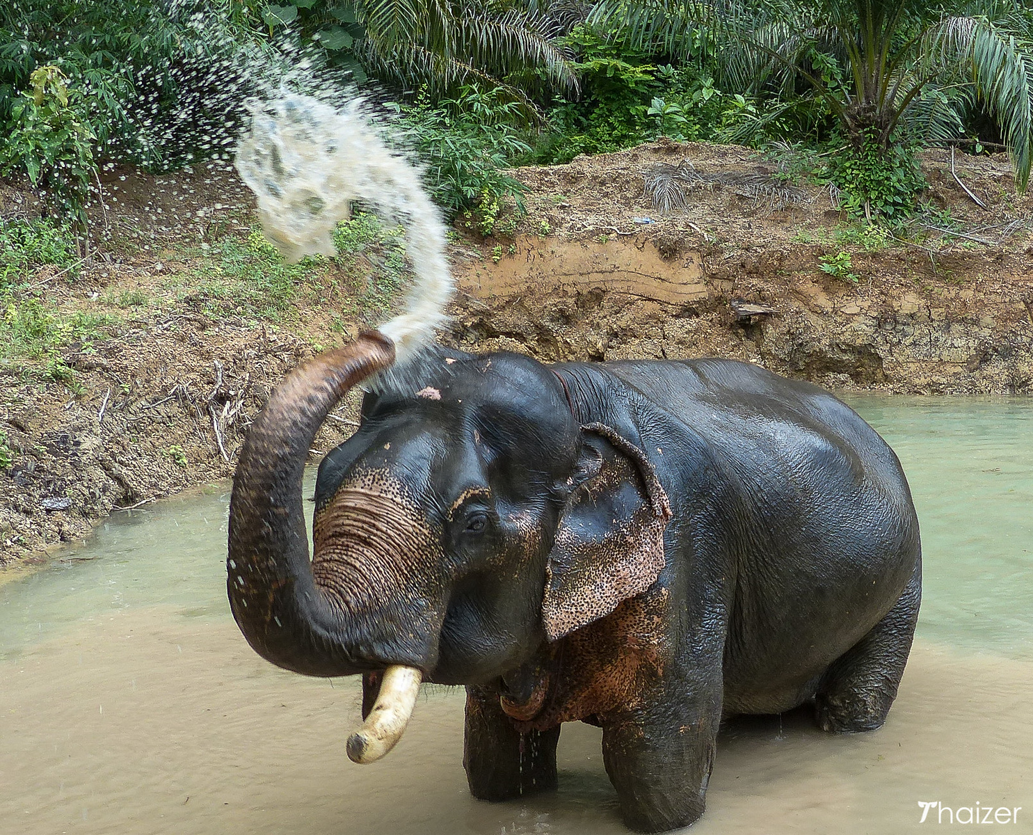 Encuentros éticos con elefantes en Khao Sok Encuentros éticos con elefantes en Khao Sok