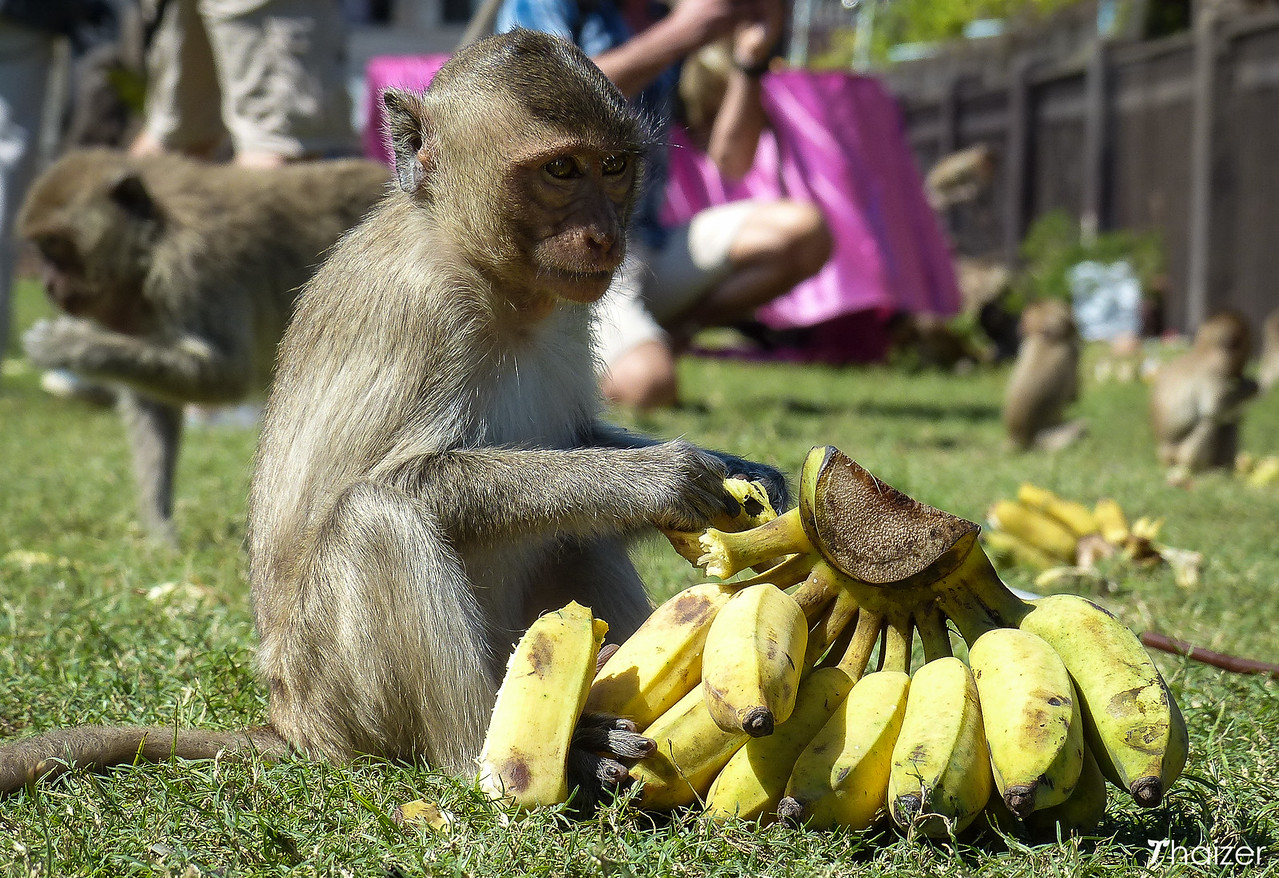 Festival del banquete de monos de Lopburi