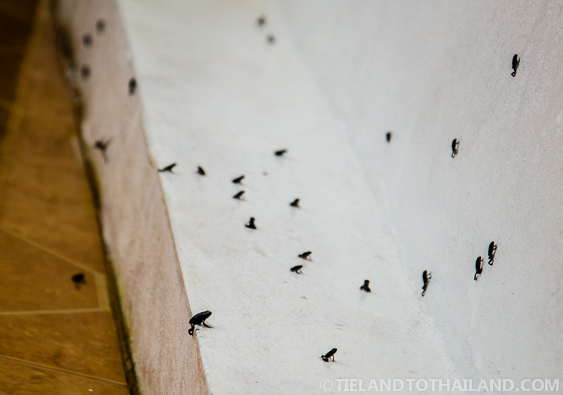 ¿Ranas en Tailandia? Esto es raro...