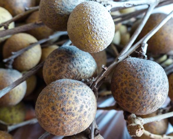 Longans exuberantes (Lam Yai)