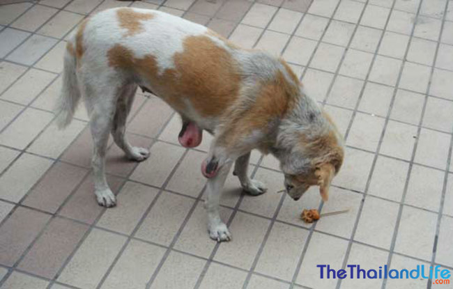 Los perros Soi de Bangkok: una lucha por la supervivencia en las calles