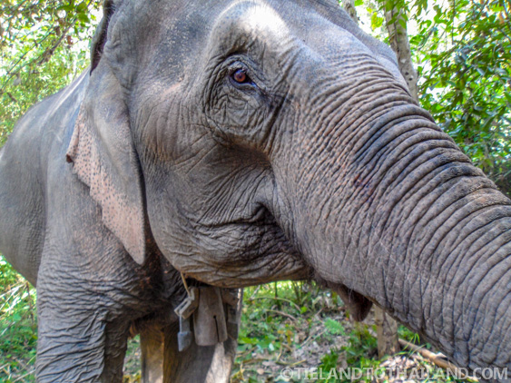 No se permite montar en elefante en el Santuario de la Selva de Elefantes