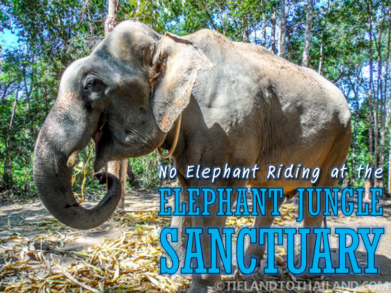 No se permite montar en elefante en el Santuario de la Selva de Elefantes