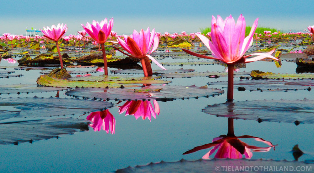Por qué viajar a Isaan: el campo de Tailandia Por qué viajar a Isaan: el campo de Tailandia