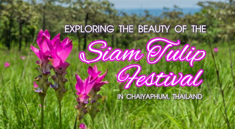 Descubre la belleza del Siam Tulip Festival