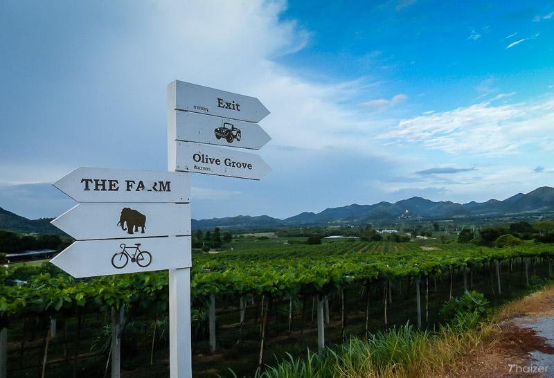 Viñedo Hua Hin Hills (Valle del Monzón)