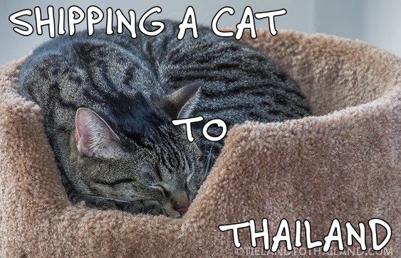 Enviar un gato a Tailandia