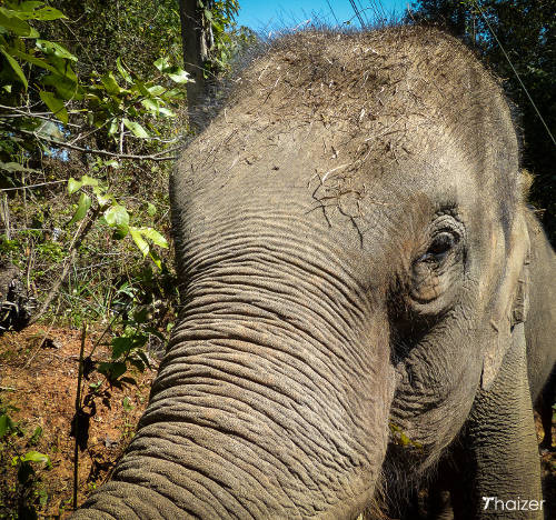 Visita a la Fundación Tong Bai Elephant, Chiang Mai.