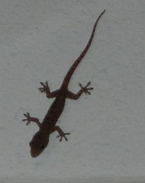 Actualización de Chingchok y otra superstición tailandesa