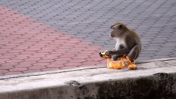 Ruta fronteriza: de Chiang Mai a Kuala Lumpur