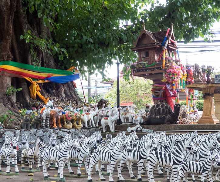¿Por qué hay cebras en los santuarios de Tailandia?