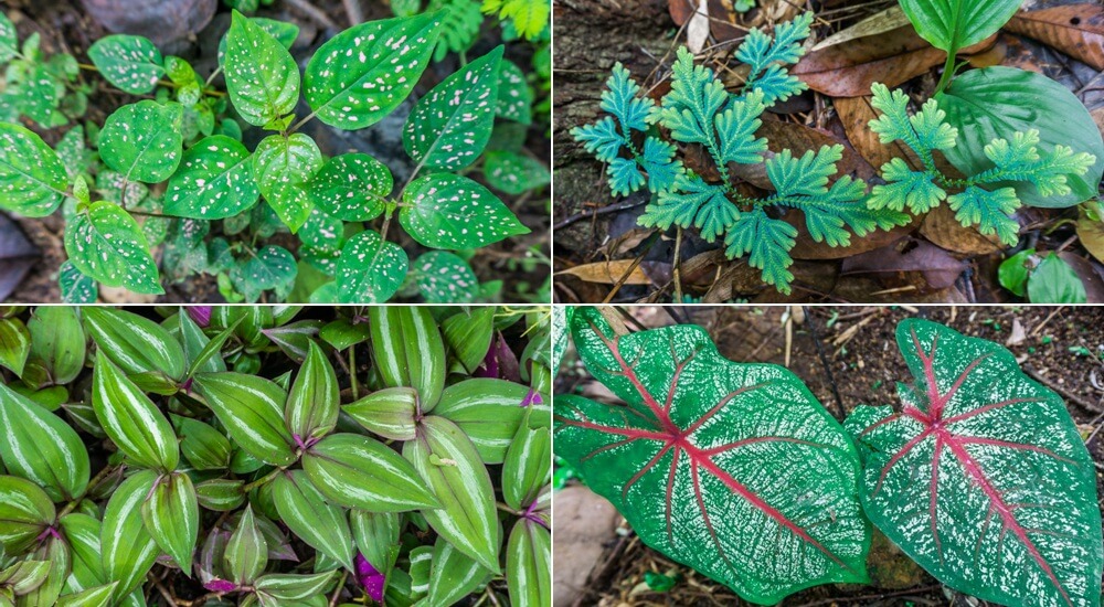 Camina por el sendero del monje hasta Doi Suthep Camina por el sendero del monje hasta Doi Suthep