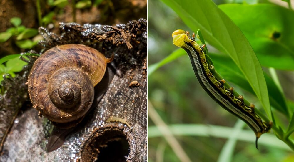 Camina por el sendero del monje hasta Doi Suthep Camina por el sendero del monje hasta Doi Suthep