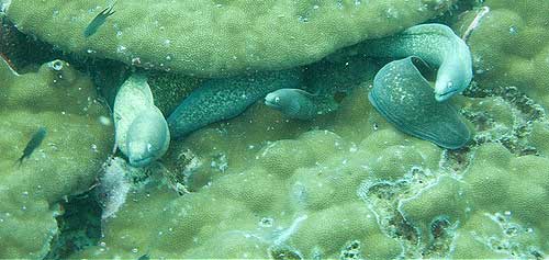 La guía definitiva para bucear en Tailandia: 24 mejores sitios de buceo, clima, especies y seguridad